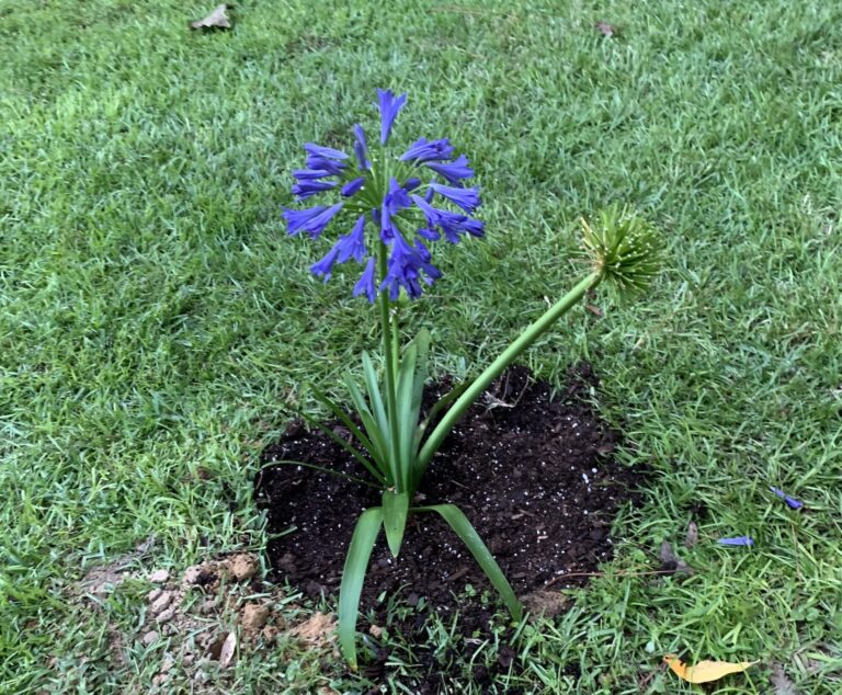 what to expect natural miscarriage flower blue agapanthus